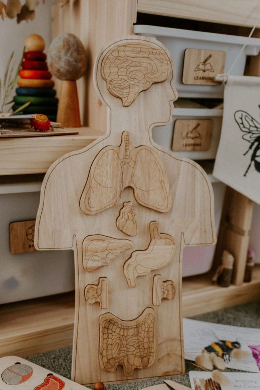 Toys QTOYS | Qtoys - Wooden Anatomy Puzzle