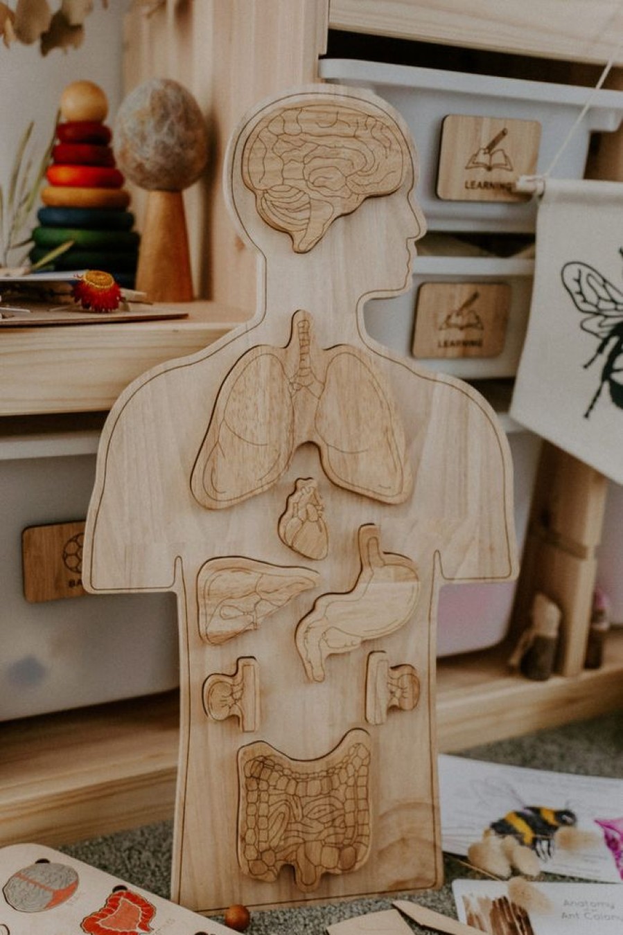 Toys QTOYS | Qtoys - Wooden Anatomy Puzzle